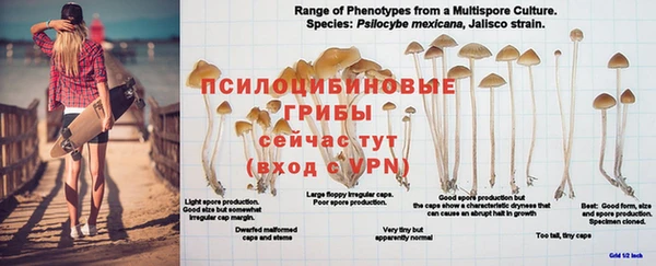 гидра Богданович